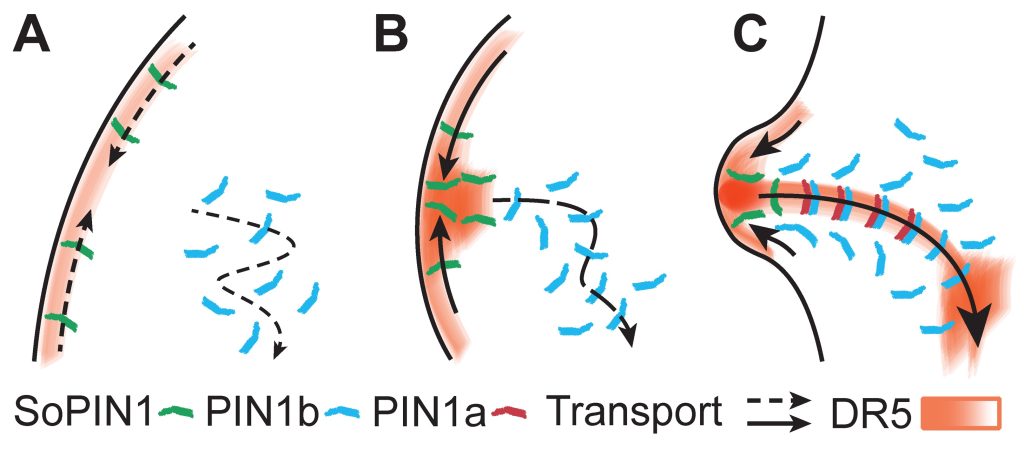 cartoon of PIN localization in Brachypodium